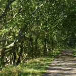 Verwunschener Weg in der Birk