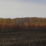 Herbstwald mit Sonnenblumenfeld