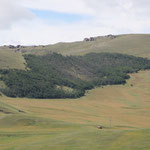 Unser erster Wald in der Mongolei 