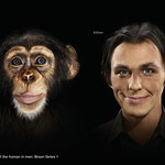Chimp