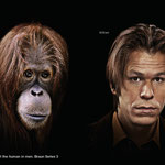 Orang-Utan