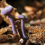 violetter Lacktrichterling gefunden Leistruper Wald Distelbruch
