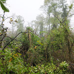 Foto: FF Krems