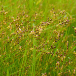 Zilte rus - Juncus gerardii