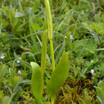 Addertong - Ophioglossum vulgatum