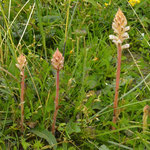 Bitterkruidbremraap - Orobanche picridis