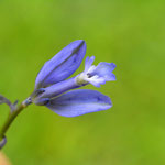 Gewone vleugeltjesbloem Polygala vulgaris