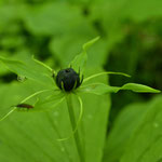 Eenbes - Paris quadrifolia