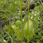 Addertong - Ophioglossum