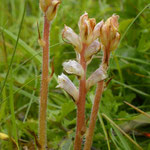 Bitterkruidbremraap - Orobanche picridis