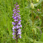 Grote muggenorchis - Gymnadenia conopsea