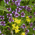 Grote tijm - Thymus pulegioides