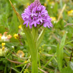 Hondskruid - Anacamptis pyramidalis