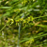 Groene bermzegge - Carex divulsa