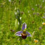 Bijenorchis - Ophrys apifera