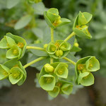 Zeewolfsmelk Euphorbia paralias