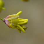 Kleine ruit - Thalictrum minus 