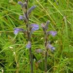 Blauwe bremraap - Orobanche purpurea