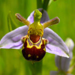 Bijenorchis - Ophrys apifera