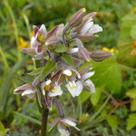 Moeraswespenorchis - Epipactis palustris