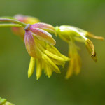 Kleine ruit - Thalictrum minus 