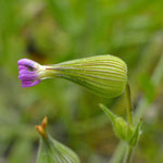 Kegelsilene Silene conica