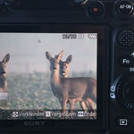Natur und Wildlifefotografie Berlin Brandenburg Regional Sven Budberg.