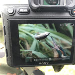 Natur und Wildlifefotografie Berlin Brandenburg Regional Sven Budberg.