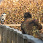 Natur und Wildlifefotografie Berlin Brandenburg Regional Sven Budberg.