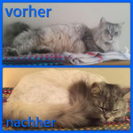 geschoren 