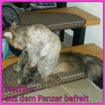 Filz! geschoren