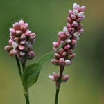 Flohknöterich (Persicaria maculosa) 