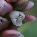 Flohknöterich (Persicaria maculosa) 