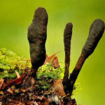 Veränderliche Holzkeule (Xylaria polymorpha) 