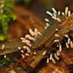 Fadenstäubling (Stemonitopsis typhina) Schleimpilz