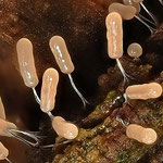 Fadenstäubling (Stemonitopsis typhina) 