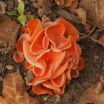 Gemeiner Orangebecherling (Aleuria aurantia) Gemeiner 