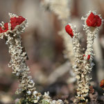 Flechte: Cladonia floerkeana