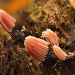Rotbraunes Netzstielchen(Stemonitis axifera)
