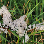 Fam: Schleimpilze (Mycetozoa) Schaumpilz (Mucilago crustacea)  