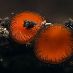 Holz-Schildborstling - Scutellinia scutellata
