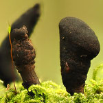 Veränderliche Holzkeule (Xylaria polymorpha) 