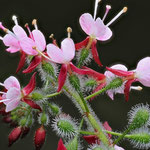 Hexenkraut  (Circaea lutetiana)