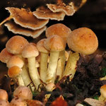 Ziegelroter Schwefelkopf (Hypholoma lateritium)