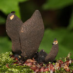 Xlaria castorea