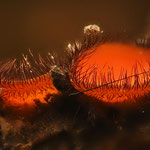 Holz-Schildborstling - Scutellinia scutellata 2