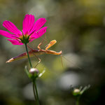 Mante religieuse dans mon jardin