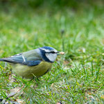 Mésange bleue