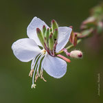 Gaura