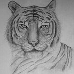 Una tigre di Barbara Carminati